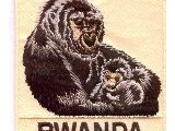 6374-001 Rwanda Gorilla & Baby