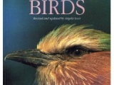 10051 J.Scott - Safari Guide to East African Birds
